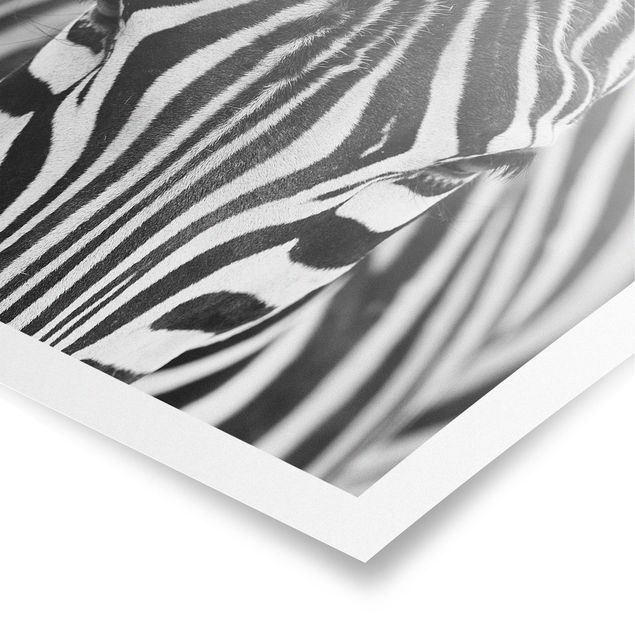 Obrazy afryka Zebra Look