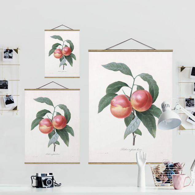 Obrazy kwiatowe Botany Vintage Illustration Peach