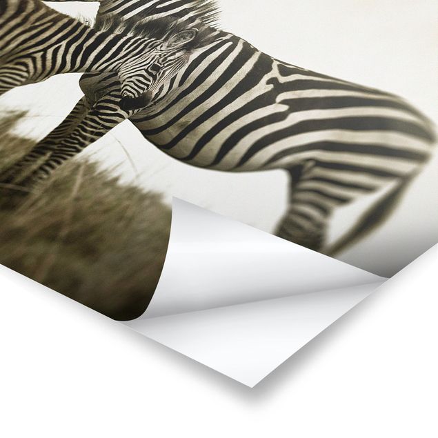 Obrazki czarno białe Para zebr