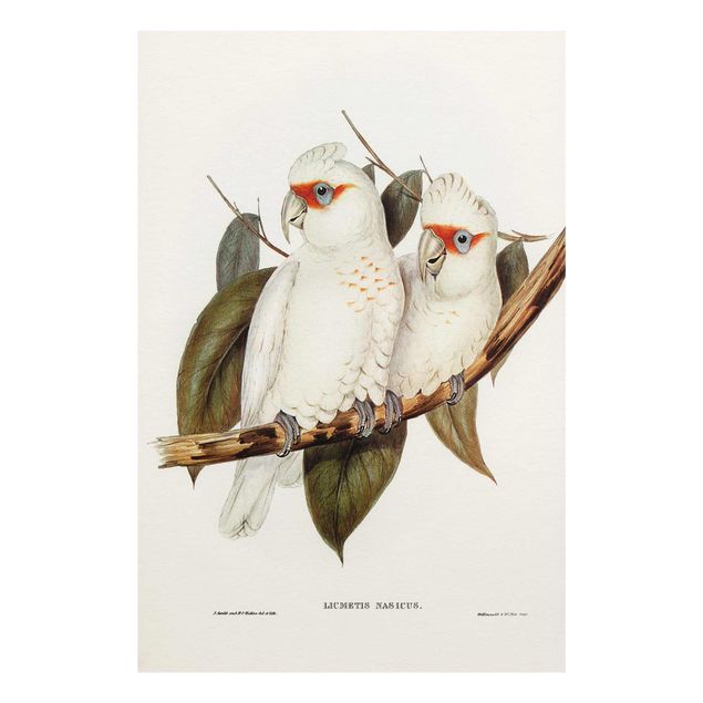 Obrazy ze zwierzętami Ilustracja w stylu vintage Biały kakadu