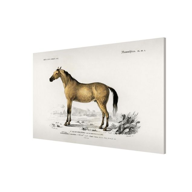 Obrazy koń Tablica edukacyjna w stylu vintage Koń