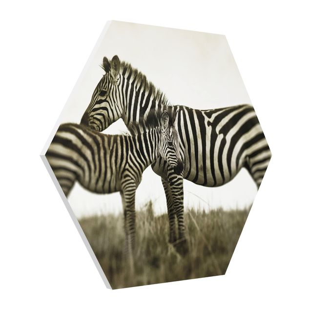 Obrazy zwierzęta Para zebr