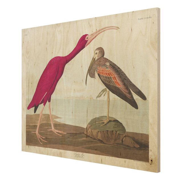 Obrazy na drewnie Tablica edukacyjna w stylu vintage Czerwony Ibis