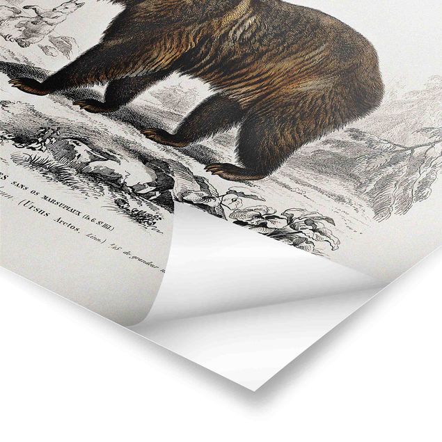 Obraz brązowy Tablica edukacyjna w stylu vintage Niedźwiedź brunatny