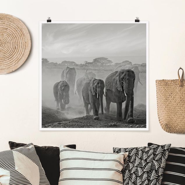 Obrazy do salonu Stado słoni