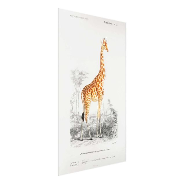 Obrazy żyrafa Tablica edukacyjna w stylu vintage Tablica dydaktyczna w stylu vintage Żyrafa