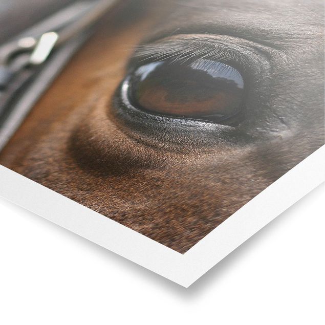 Obrazy ze zwierzętami Horse Eye Nr 3