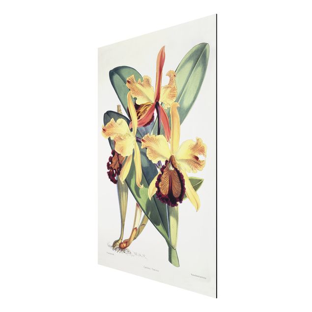 Obrazy do salonu nowoczesne Walter Hood Fitch - Orchidea