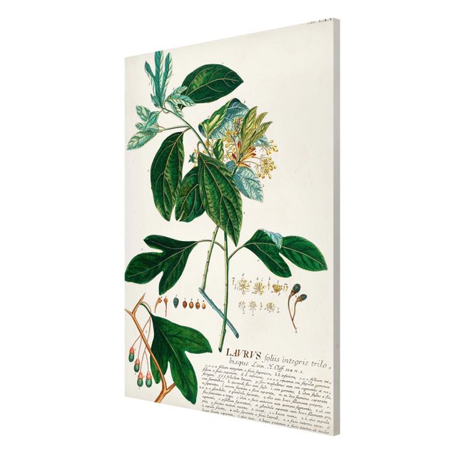 Obrazy retro Vintage Botanika Ilustracja Laurel