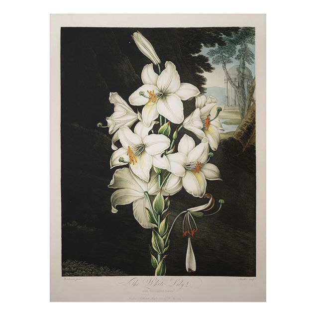 Obrazy do salonu Botanika Vintage Ilustracja Biała lilia
