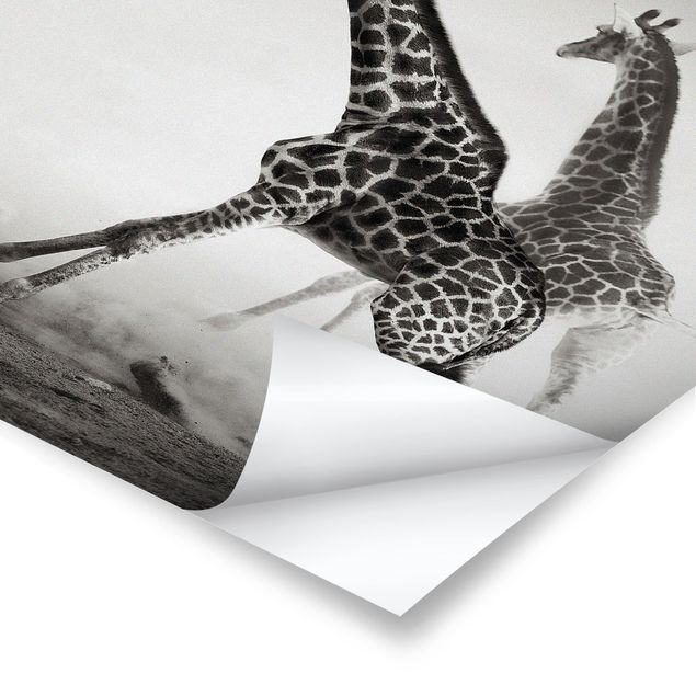 Plakaty czarno białe Polowanie na żyrafę