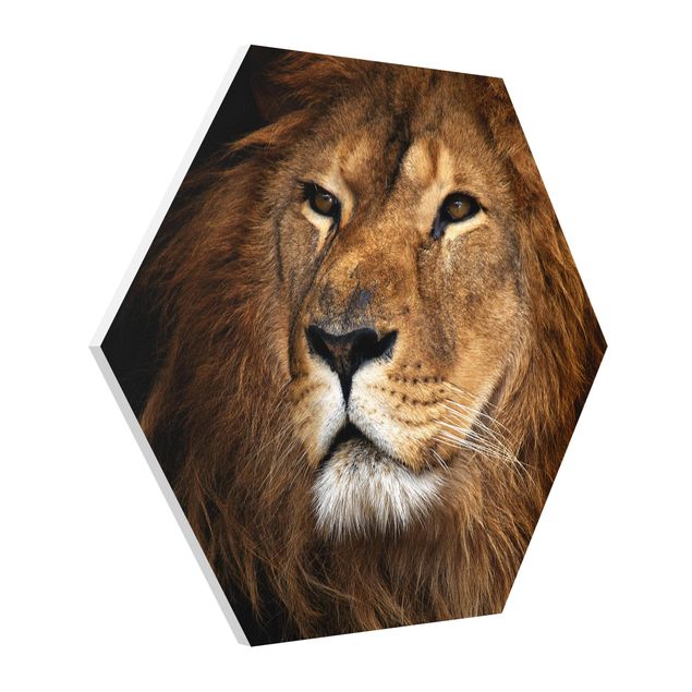 Obrazy zwierzęta Widok lwa