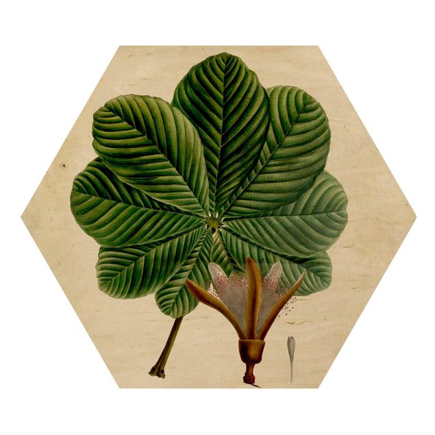 Obraz heksagonalny z drewna - Tablica poglądowa drzew liściastych II