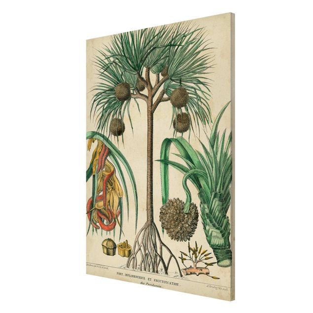 Obrazy na ścianę krajobrazy Tablica edukacyjna w stylu vintage Palmy egzotyczne I