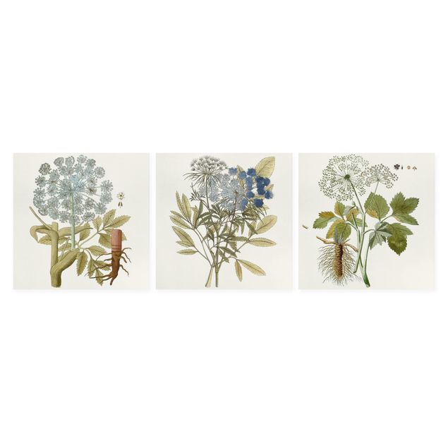 Obrazy motywy kwiatowe Wild Herbs Schautfalel Set I