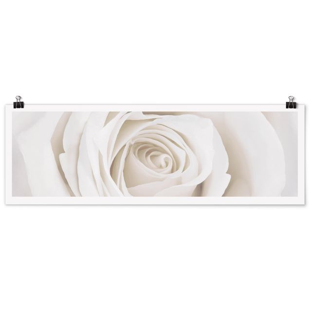 Obrazy kwiatowe Piękna biała róża