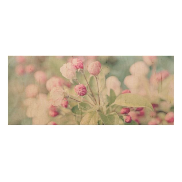 Andrea Haase obrazy  Kwiat jabłoni bokeh różowy