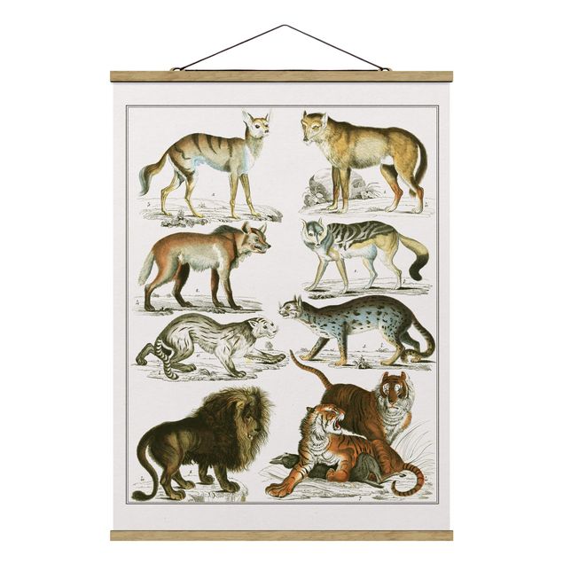 Lew obraz Tablica edukacyjna w stylu vintage Lew, tygrys i szakal