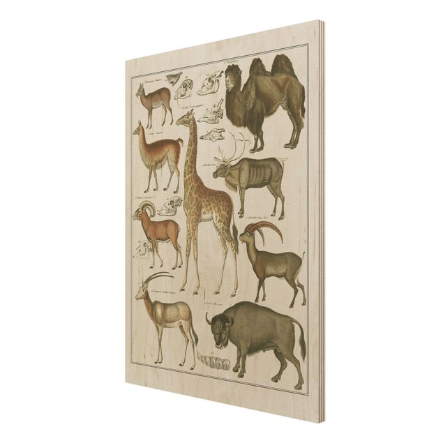 Obrazy z drewna Tablica edukacyjna w stylu vintage Żyrafa, wielbłąd i lama