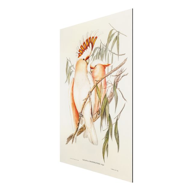 Obrazy zwierzęta Ilustracja w stylu vintage różowy kakadu
