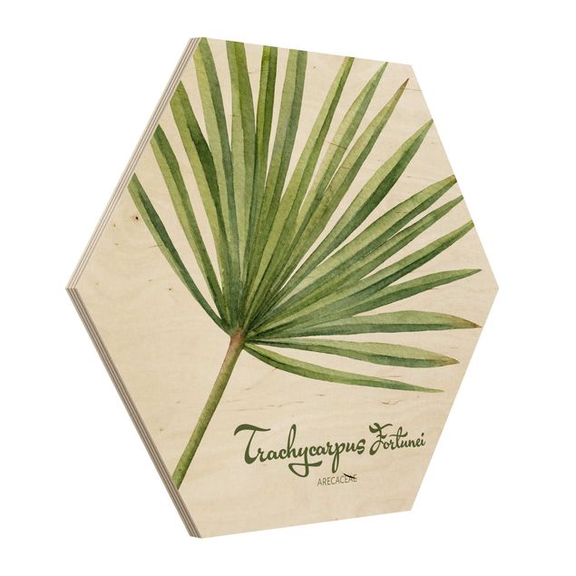 Obraz heksagonalny z drewna - Akwarela Botanika Trachycarpus fortunei