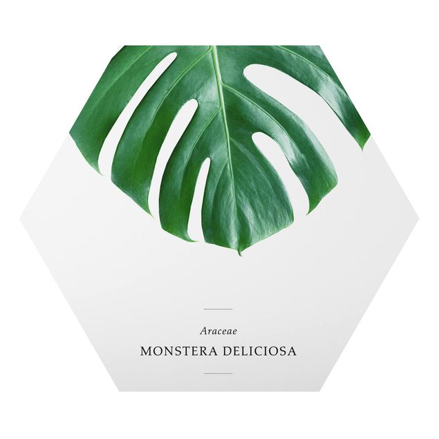 Obraz heksagonalny z Alu-Dibond - Tropikalna Monstera liściasta