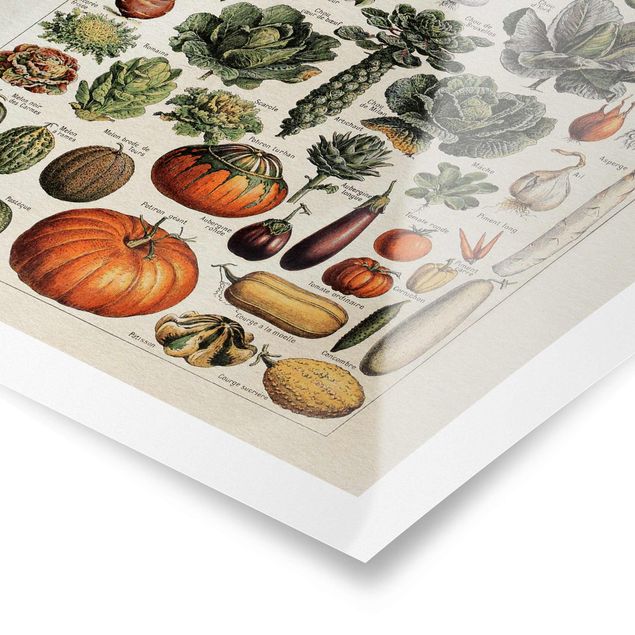 Obrazy kwiatowe Tablica edukacyjna w stylu vintage Warzywa