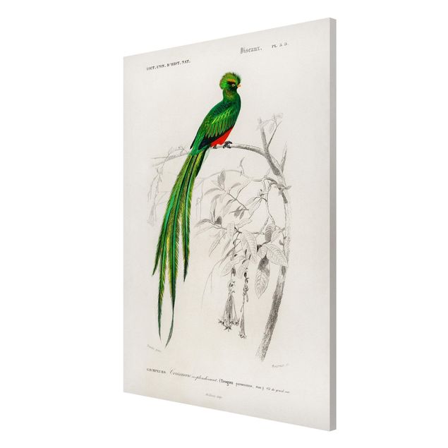 Obrazy zwierzęta Tablica edukacyjna w stylu vintage Ptaki tropikalne I