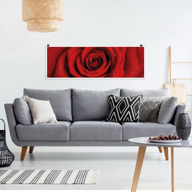 Obrazy do salonu nowoczesne Róża czerwona z kroplami wody