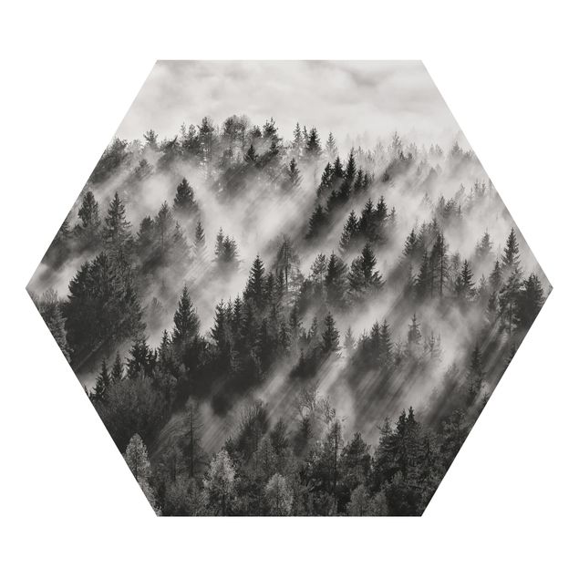 Obraz heksagonalny z Alu-Dibond - Promienie światła w lesie iglastym