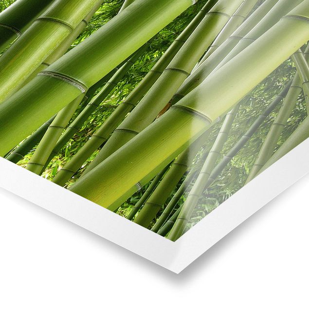 Obrazy krajobraz Drzewa bambusowe