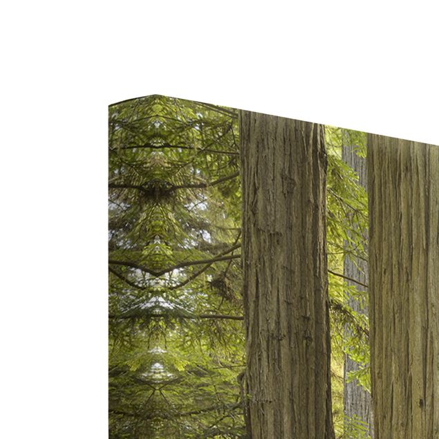 Obrazy natura Redwood State Park Forest widok na las