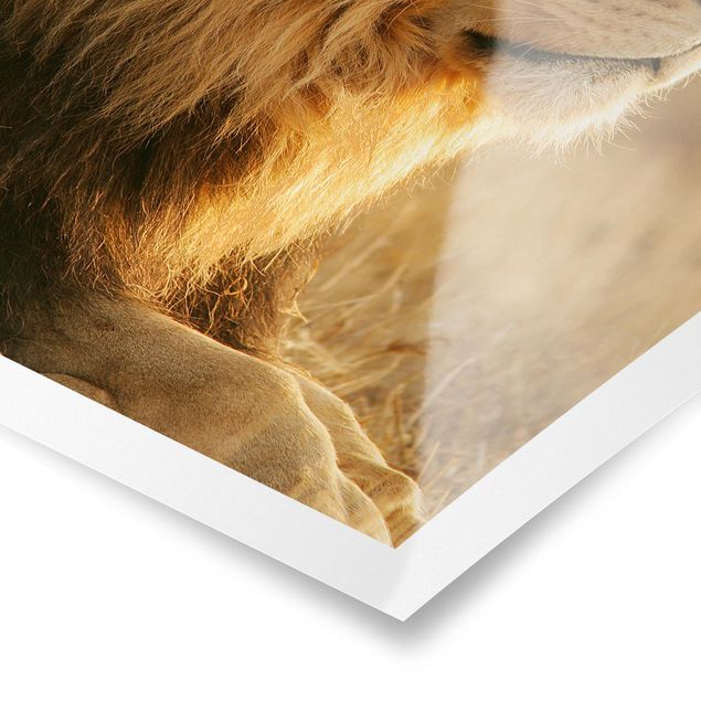 Obrazy afryka Król lew