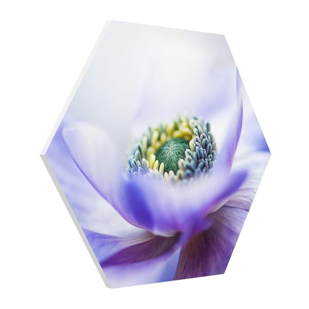 Obrazy z motywem kwiatowym Anemone De Caen