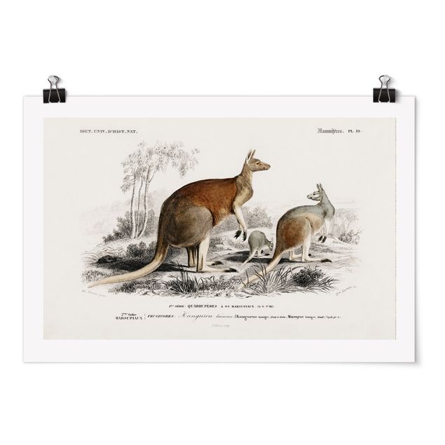 Obrazy zwierzęta Tablica edukacyjna w stylu vintage Kangur