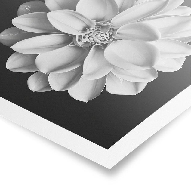Obrazy kwiatowe Dahlia czarno-biały