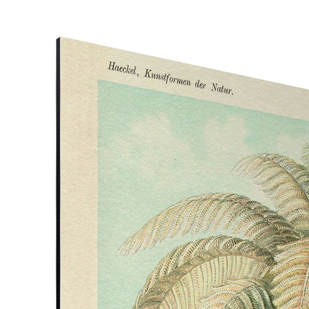 Zielony obraz Botanika Vintage Ilustracja paproci liściastych
