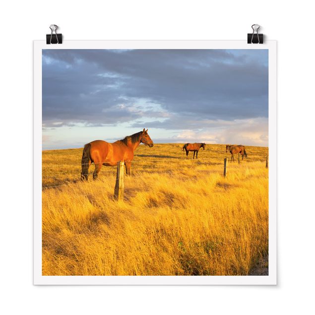 Obrazy nowoczesny Droga polna i konie w promieniach wieczornego słońca
