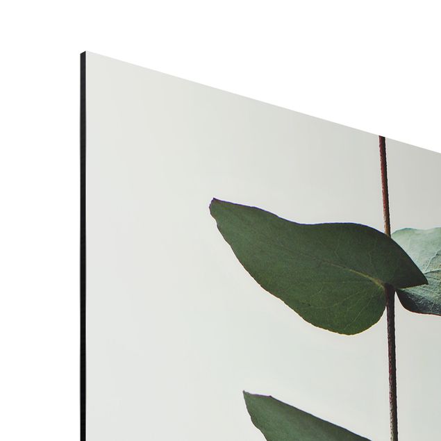 Obrazy kwiatowe Symetryczna gałązka eukaliptusa