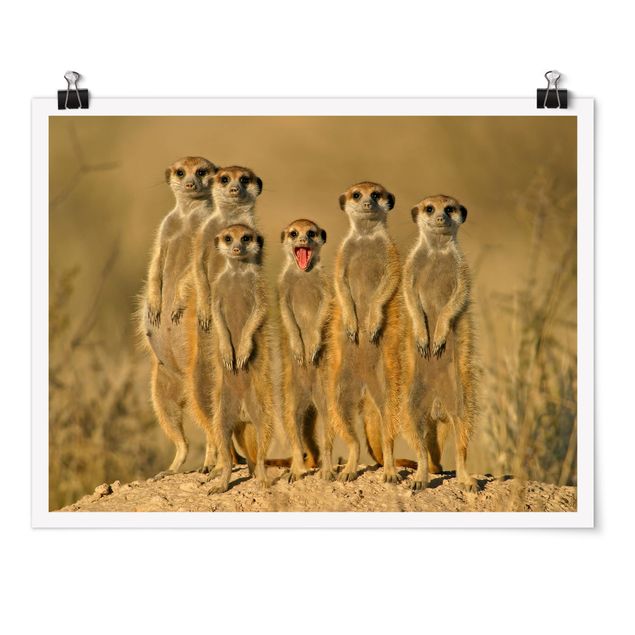 Obrazy zwierzęta Rodzina Meerkat