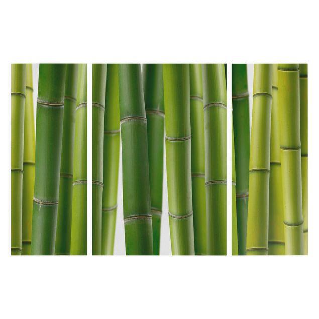 Obrazy na ścianę krajobrazy Rośliny bambusowe