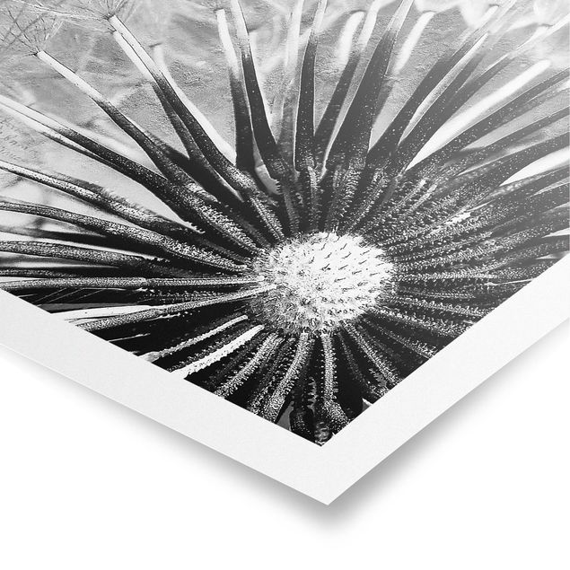 Obrazy retro Dandelion czarno-biały