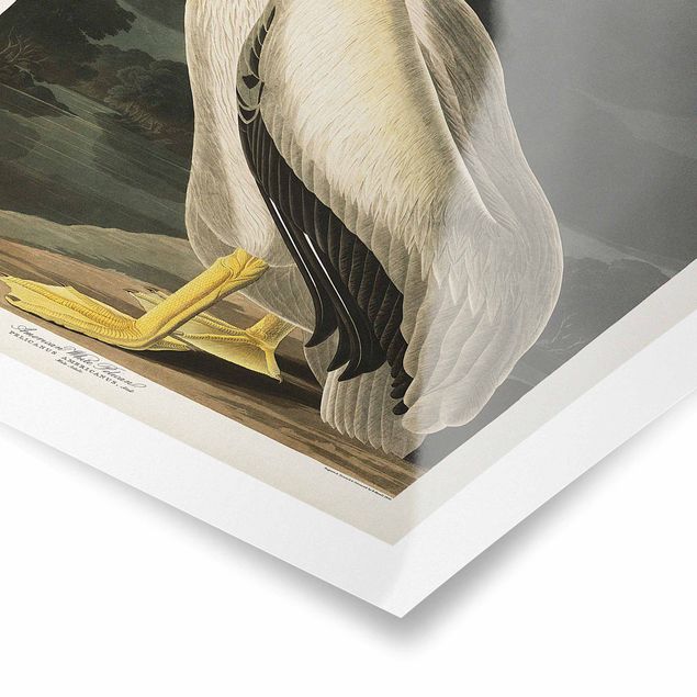 żółty obraz Tablica edukacyjna w stylu vintage Pelikan biały