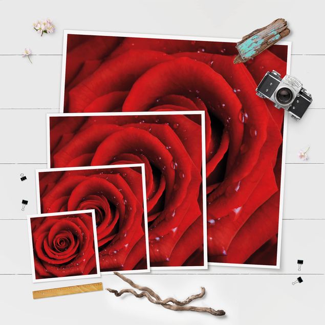 Plakaty na sciane Róża czerwona z kroplami wody