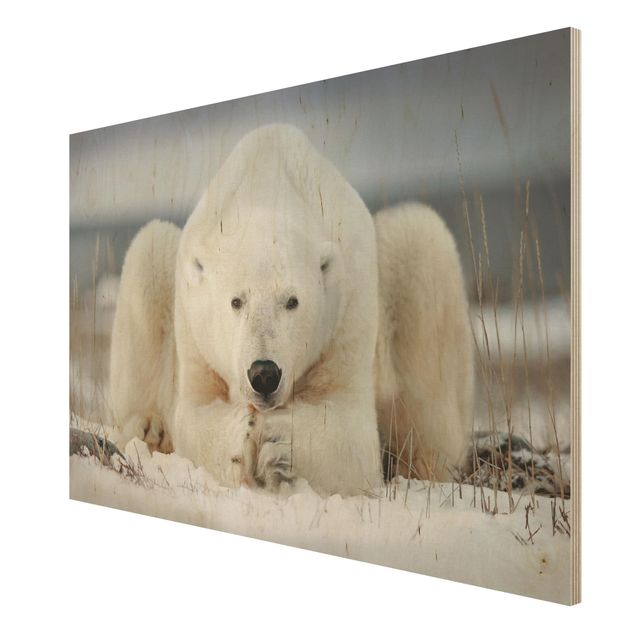 Obrazy na drewnie Przemyślany niedźwiedź polarny