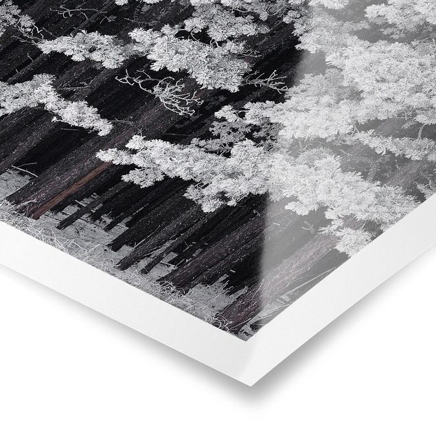 Czarno białe obrazki Lasy z szronem w Austrii