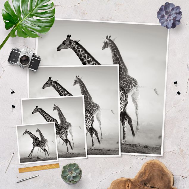 Plakaty czarno białe Polowanie na żyrafę