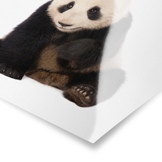 Plakaty zwierzęta Panda Paws