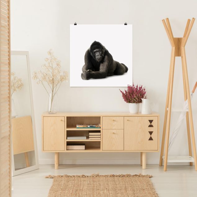 Małpa obraz Recumbent Gorilla II
