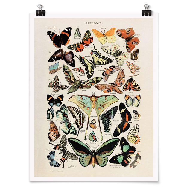 Obrazy ze zwierzętami Tablica edukacyjna w stylu vintage Motyle i ćmy